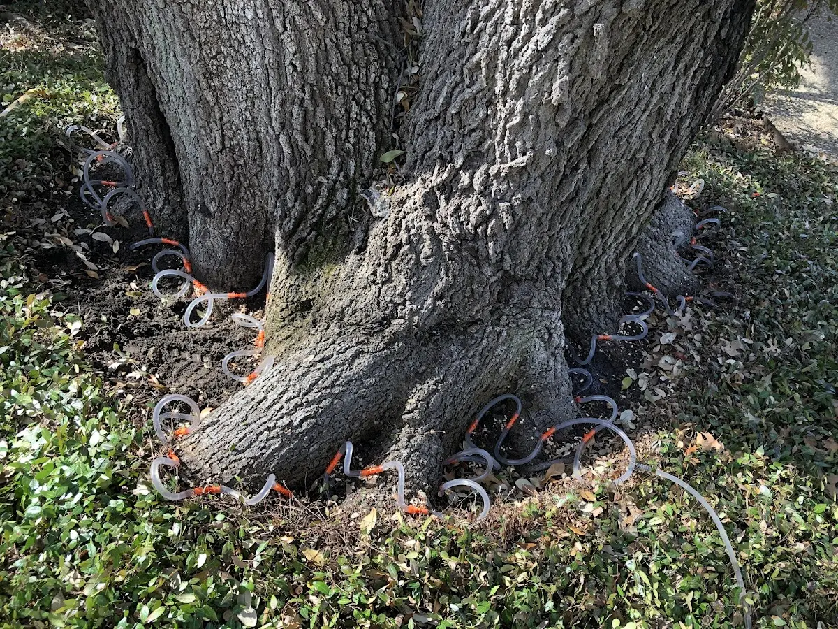 Detailed Tree Cabling and Bracing job site in Mattawamkeag