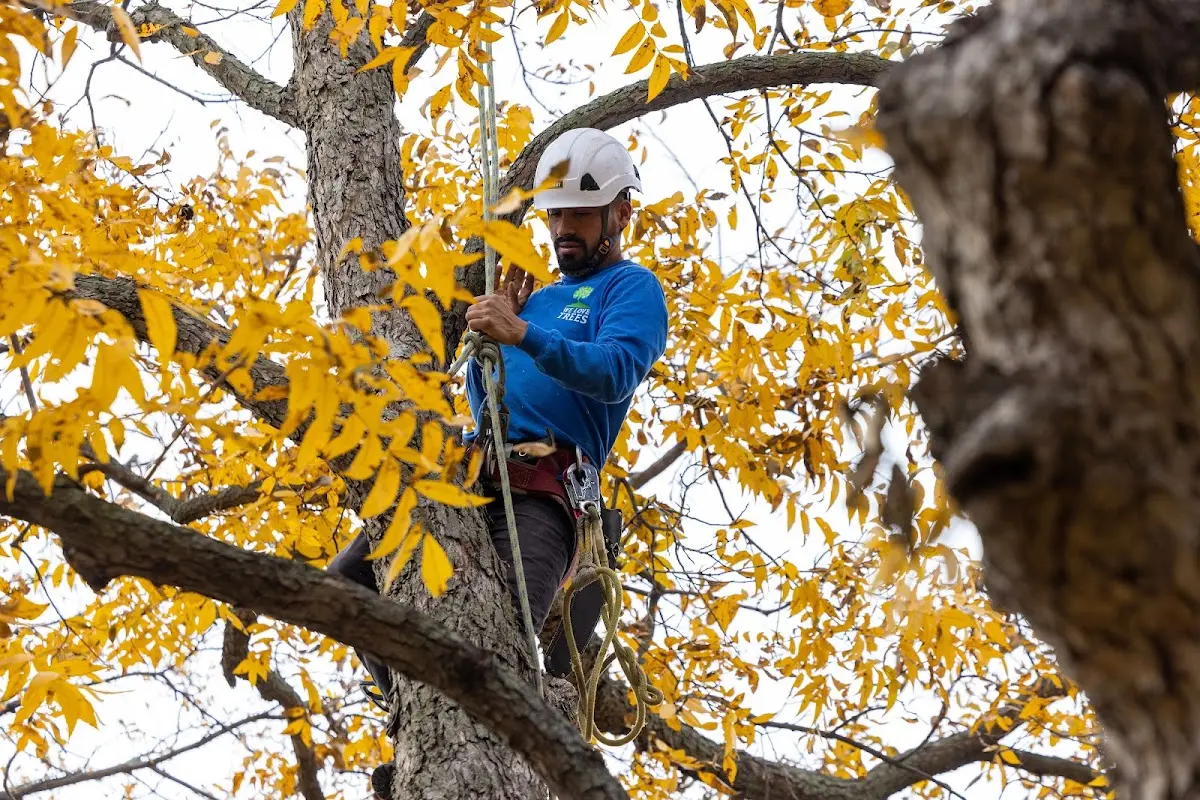 Skilled Tree Pruning crew working in Mattawamkeag